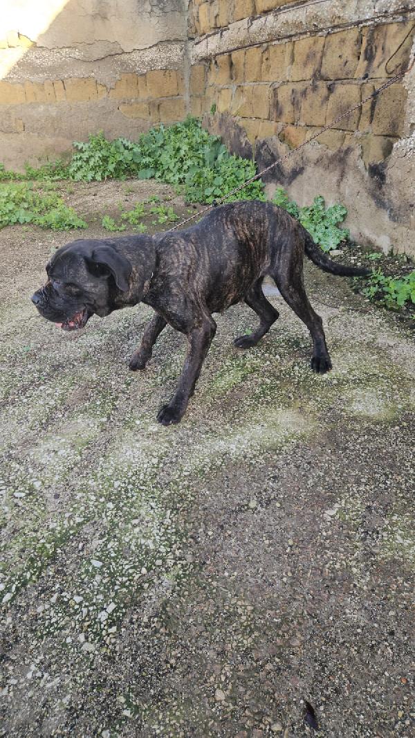 Lucia: cane corso maltrattata dolcissima  Foto 4