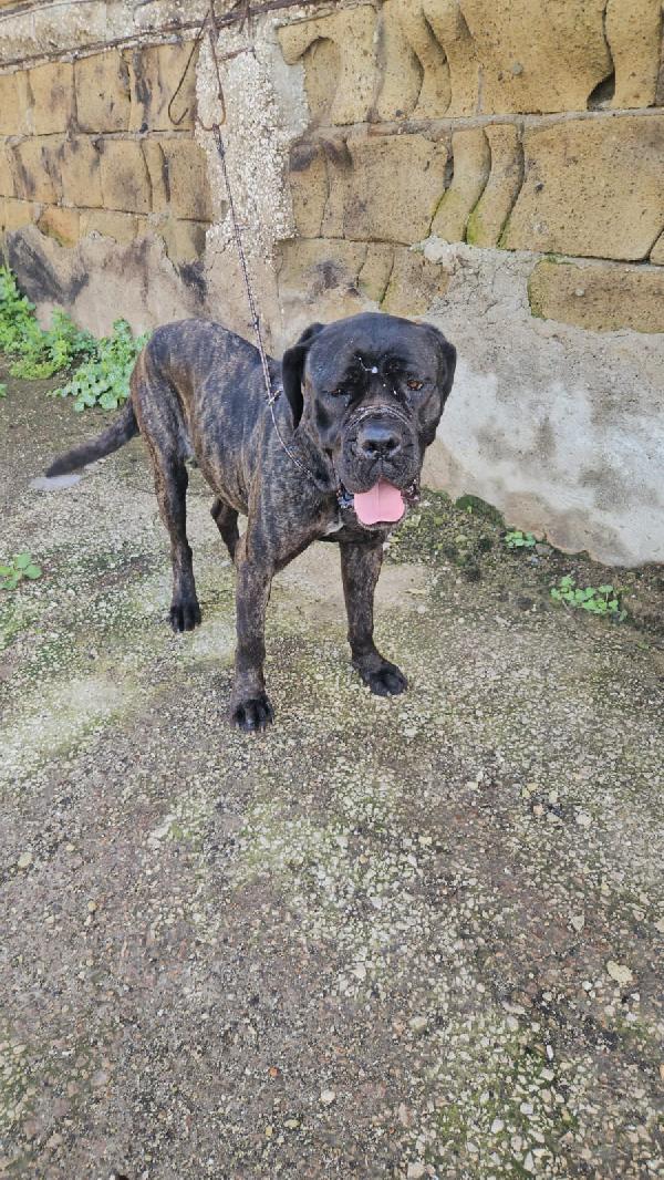 Lucia: cane corso maltrattata dolcissima  Foto 5