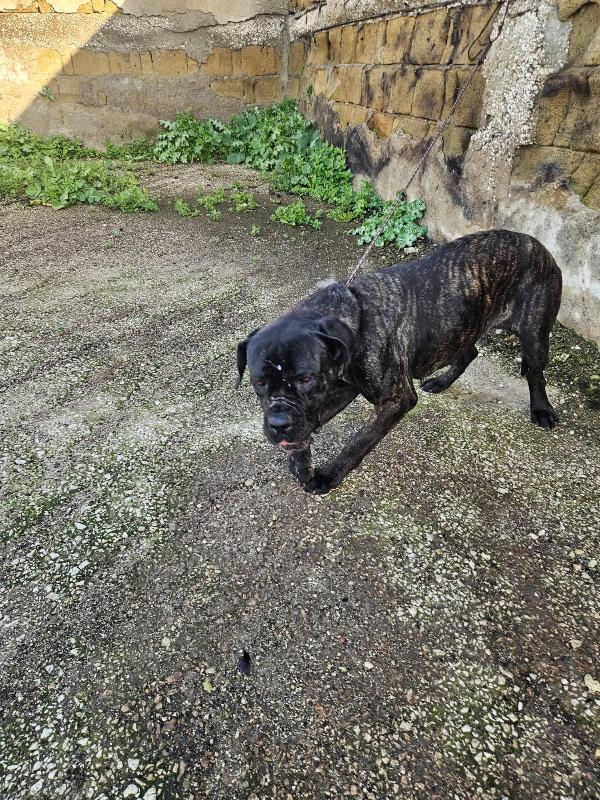 Lucia: cane corso maltrattata dolcissima  Foto 7