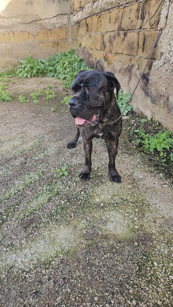Lucia: cane corso maltrattata dolcissima  Foto 8