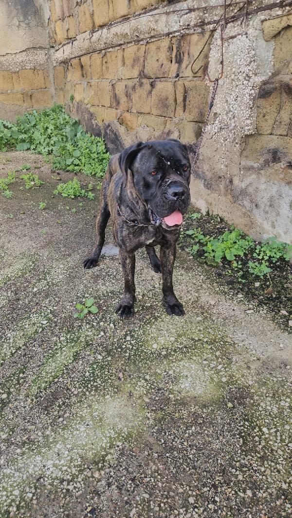 Lucia: cane corso maltrattata dolcissima  Foto 9