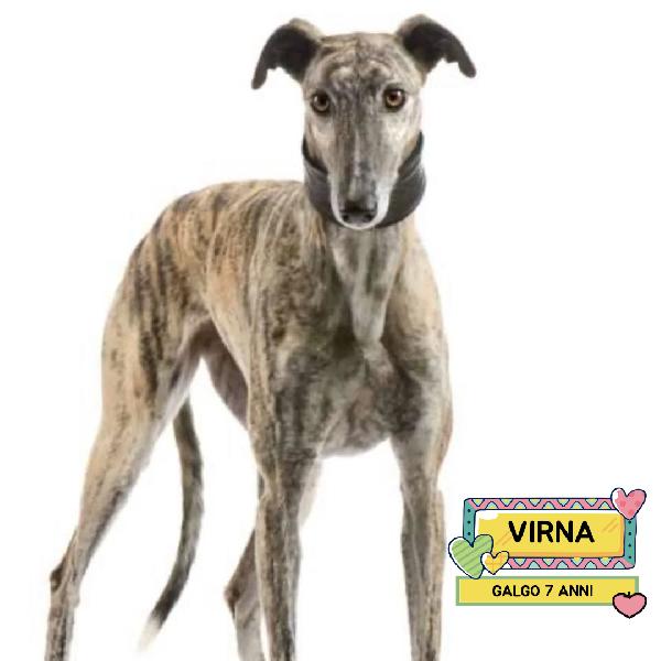 Virna - Galgo Spagnolo Femmina 7 Anni Cerca Casa - In Adozione