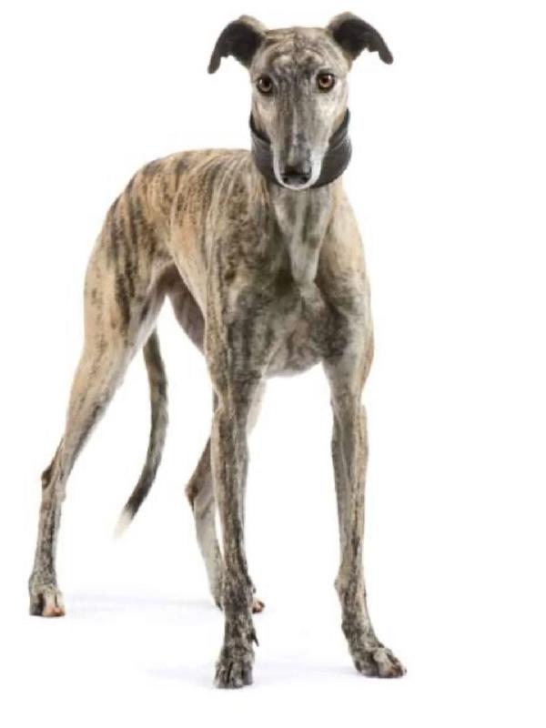 VIRNA - galgo spagnolo femmina 7 anni cerca casa - in adozione Foto 2