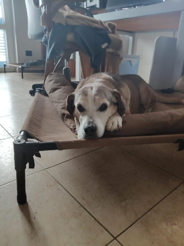 Buck Splendido Nonnino Cerca Famiglia 