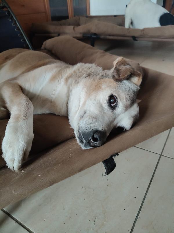 Buck splendido nonnino cerca famiglia  Foto 2