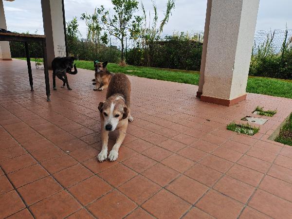 Buck splendido nonnino cerca famiglia  Foto 4