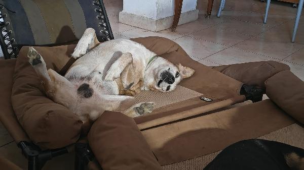 Buck splendido nonnino cerca famiglia  Foto 6