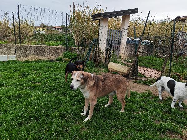 Buck splendido nonnino cerca famiglia  Foto 7