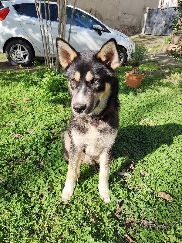 CUCCIOLO OLAF MIX HUSKY  Foto 2