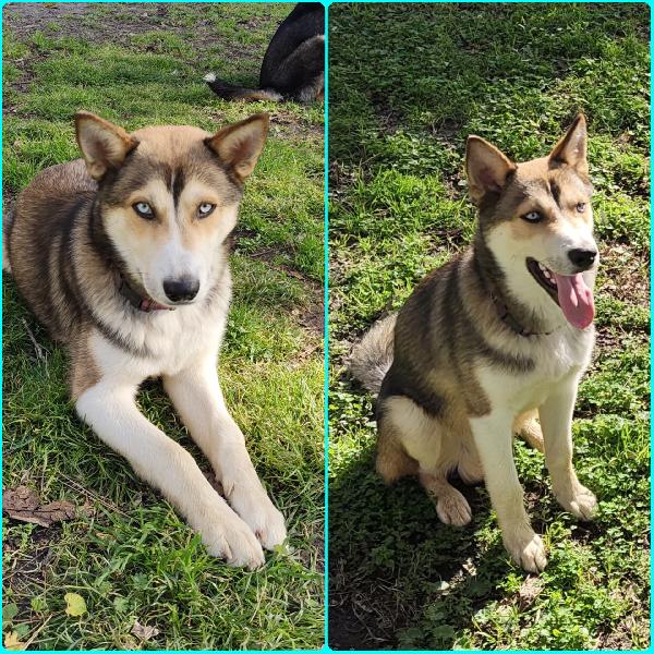 Cucciolo Sky Mix Husky 