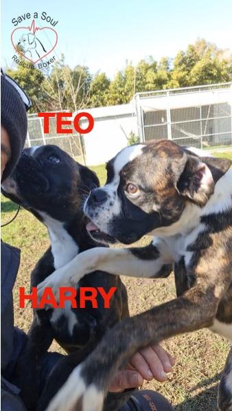 Herry E Teo Boxer Di 4 Ed 8 Mesi In Adozione