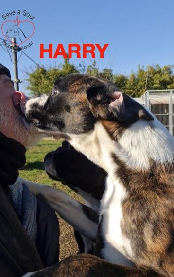 herry e teo boxer di 4 ed 8 mesi in adozione Foto 2