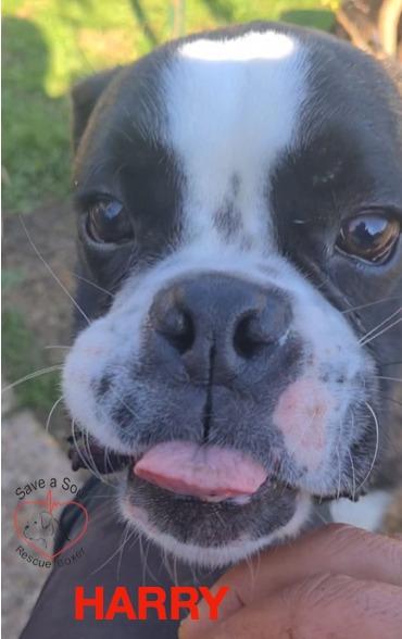 herry e teo boxer di 4 ed 8 mesi in adozione Foto 4