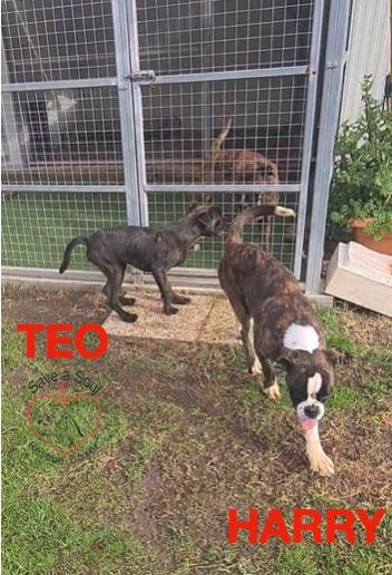 herry e teo boxer di 4 ed 8 mesi in adozione Foto 7
