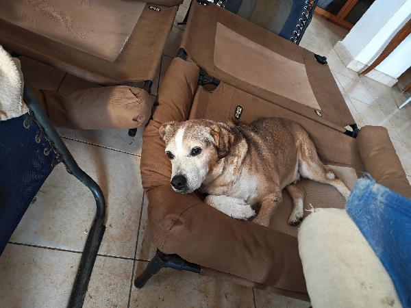 Buck: 15 Anni, Educato E Dolcissimo 