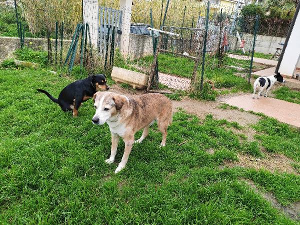 Buck: 15 anni, educato e dolcissimo  Foto 5