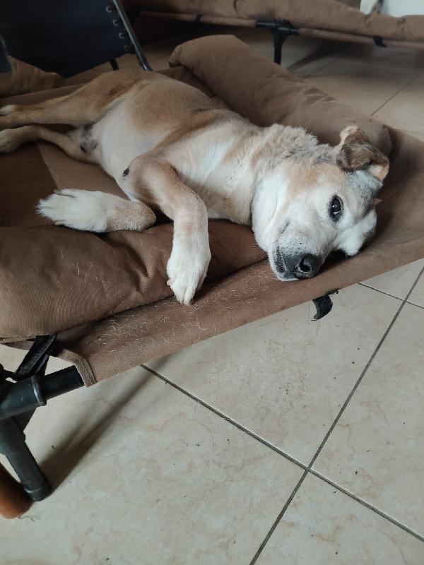 Buck: 15 anni, educato e dolcissimo  Foto 7