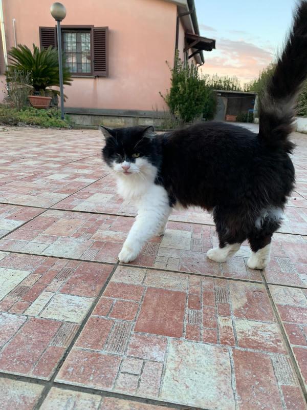 ROMEO: MICIO DI 8 ANNI CERCA UNA FAMIGLIA PER LA VITA  Foto 2