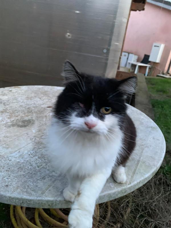 ROMEO: MICIO DI 8 ANNI CERCA UNA FAMIGLIA PER LA VITA  Foto 3