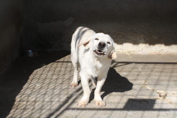 Flash 13 Anni Taglia Media