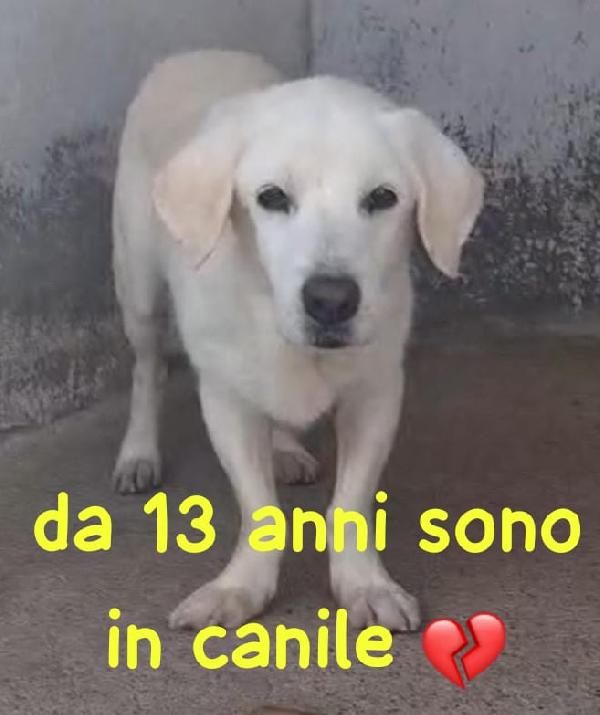 FLASH 13 ANNI taglia media Foto 2