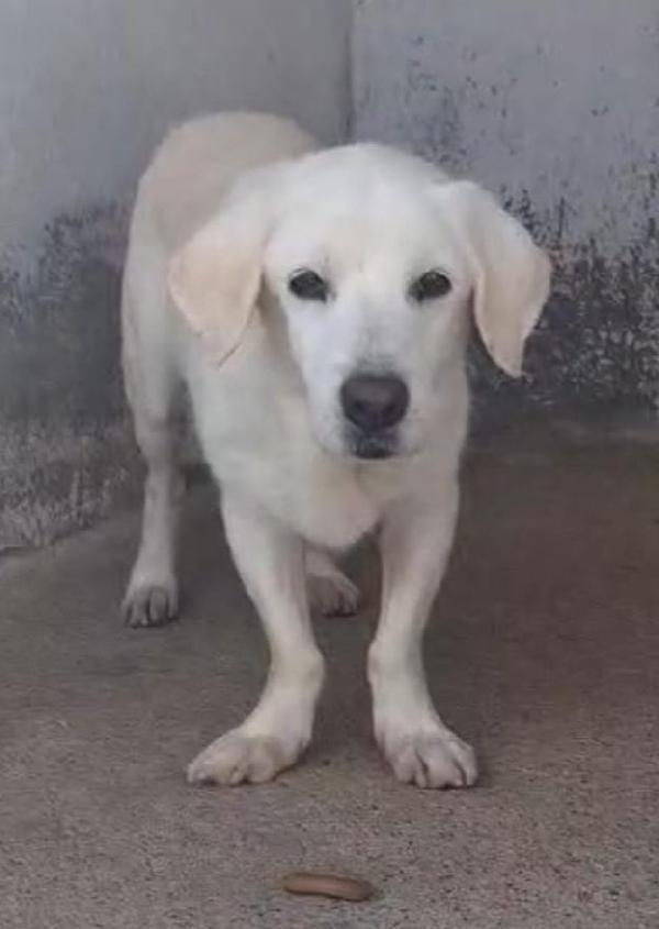 FLASH 13 ANNI taglia media Foto 3