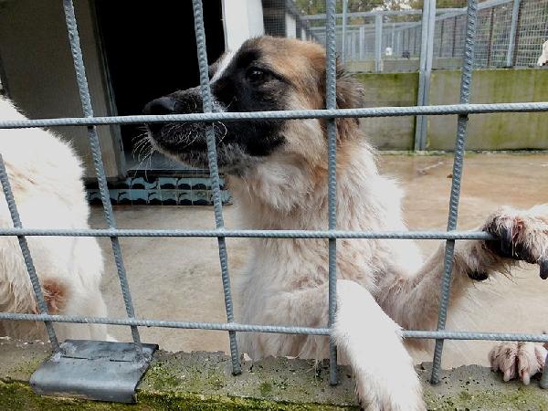 Coby Socievole E Amichevole