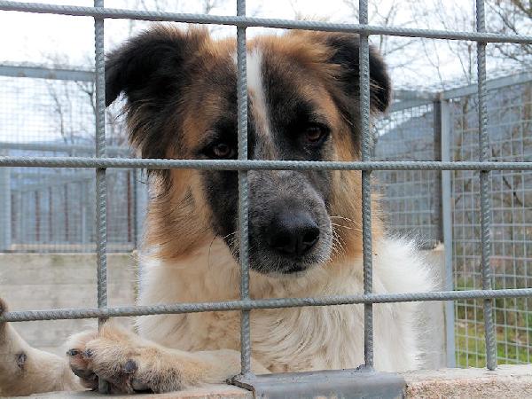 Coby socievole e amichevole Foto 2