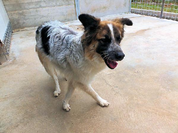 Coby socievole e amichevole Foto 4