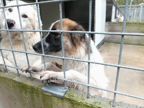 Coby socievole e amichevole Foto 5