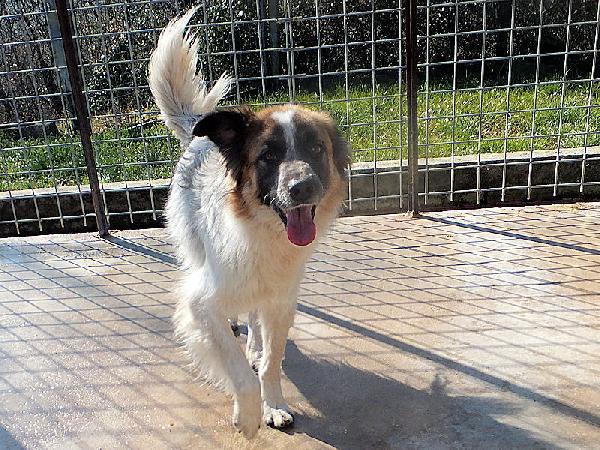 Coby socievole e amichevole Foto 6