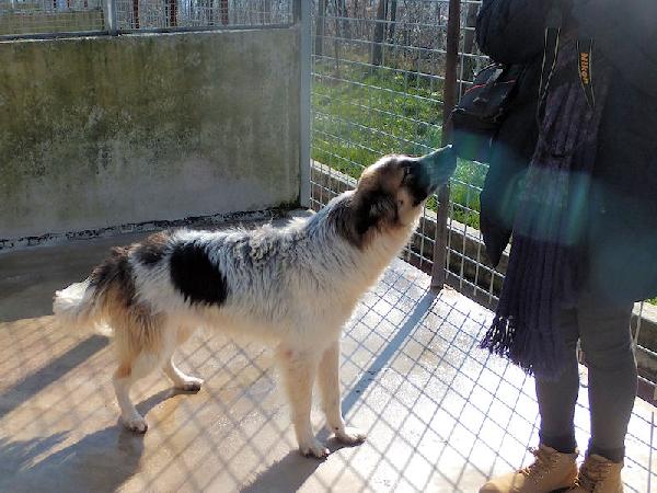 Coby socievole e amichevole Foto 7