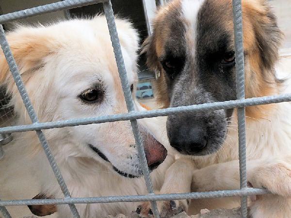 Coby socievole e amichevole Foto 8