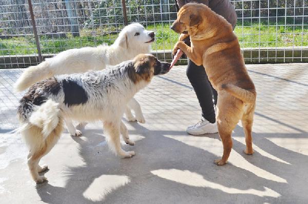 Coby socievole e amichevole Foto 10