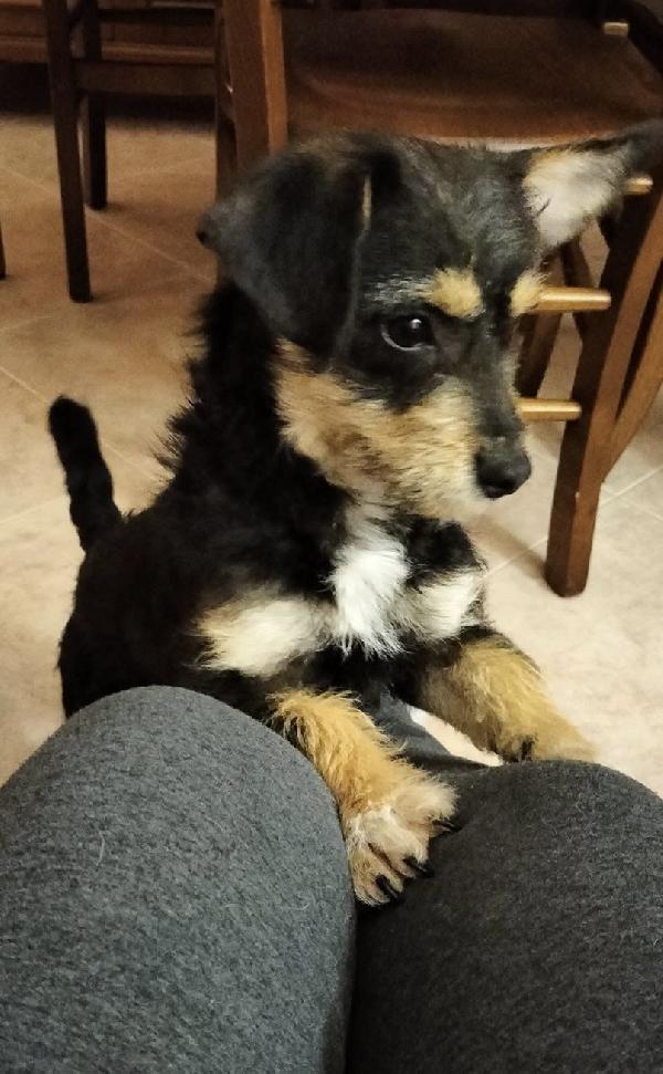 Snoopy Dolcissimo Cucciolo Taglia Piccola 