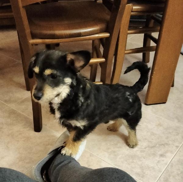 Snoopy dolcissimo cucciolo taglia piccola  Foto 2