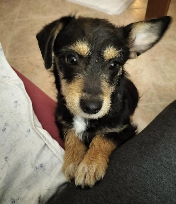 Snoopy dolcissimo cucciolo taglia piccola  Foto 3