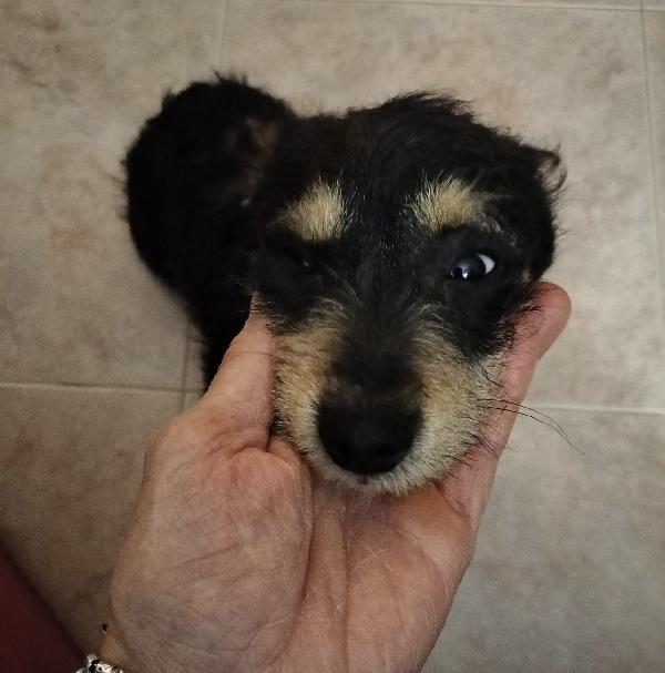 Snoopy dolcissimo cucciolo taglia piccola  Foto 4