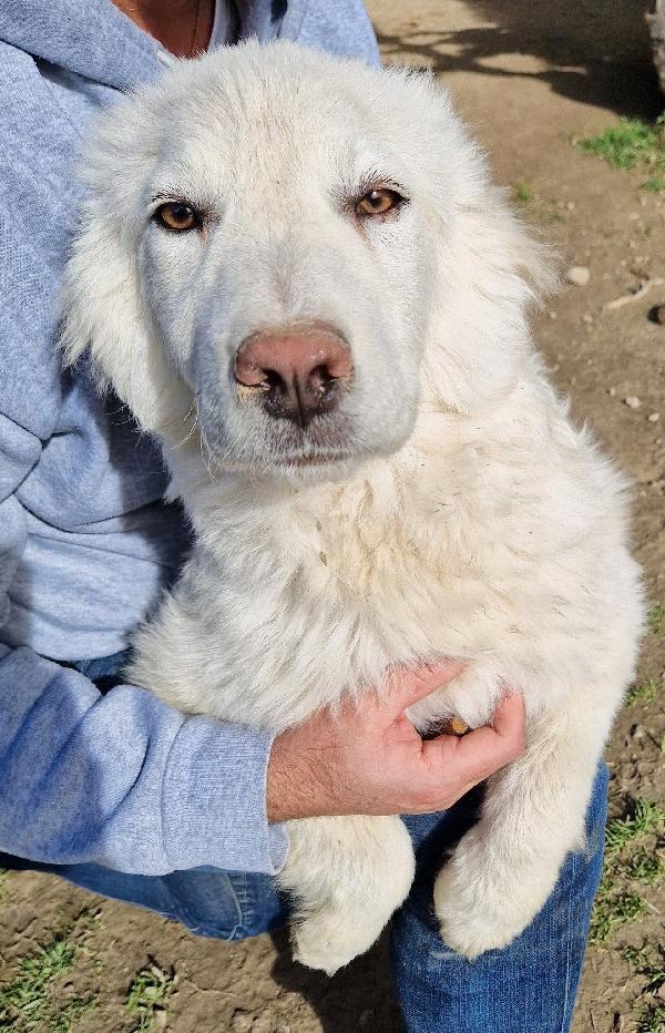 Gli Occhi Di Whaite Parlano..adottabile In Tutta Italia!