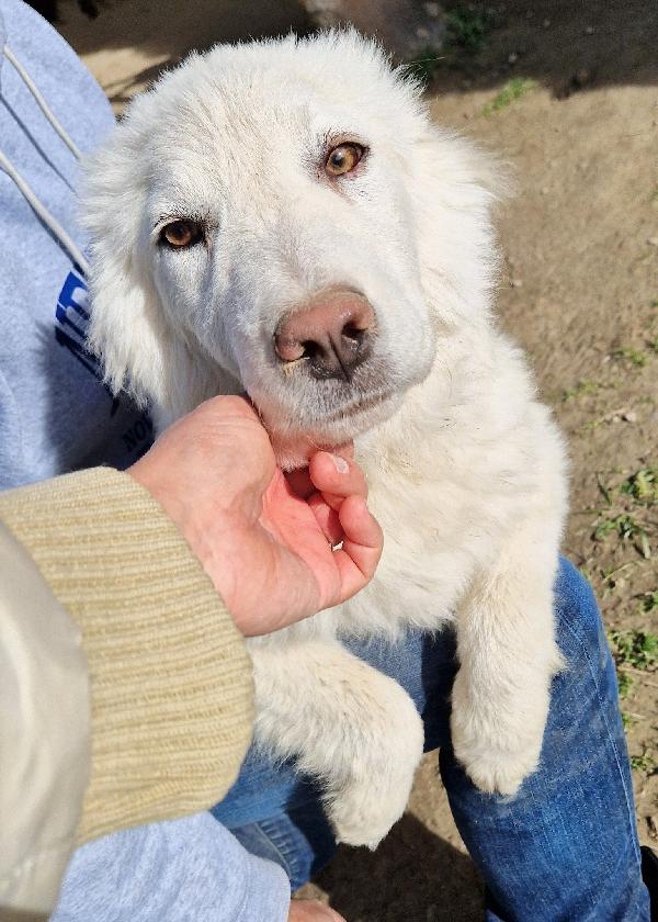 GLI OCCHI DI WHITE PARLANO..ADOTTABILE IN TUTTA ITALIA! Foto 2