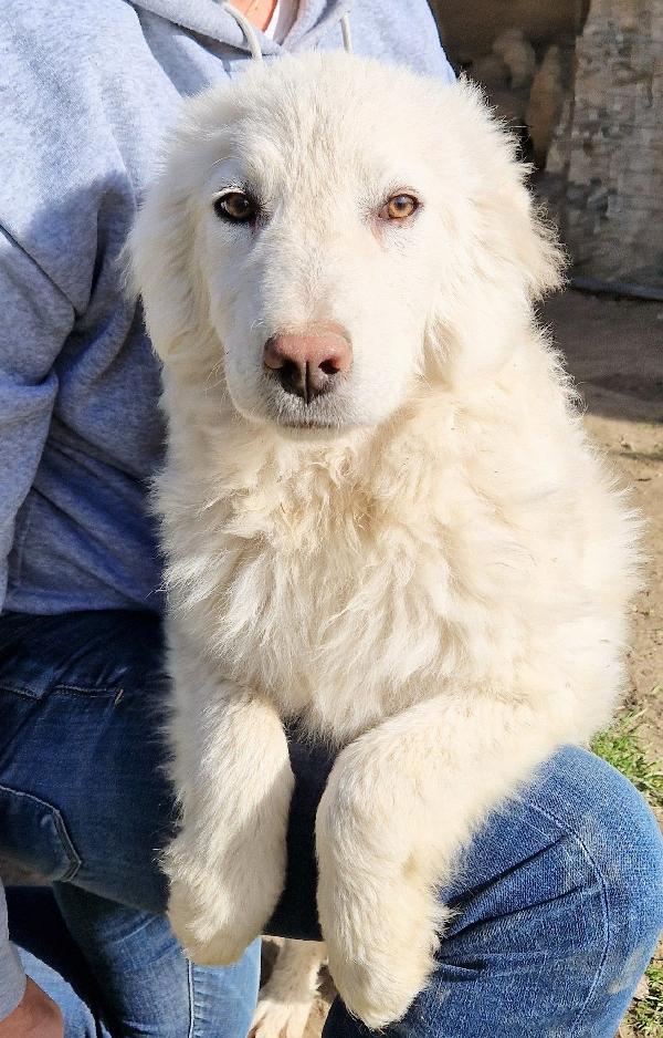 GLI OCCHI DI WHITE PARLANO..ADOTTABILE IN TUTTA ITALIA! Foto 3