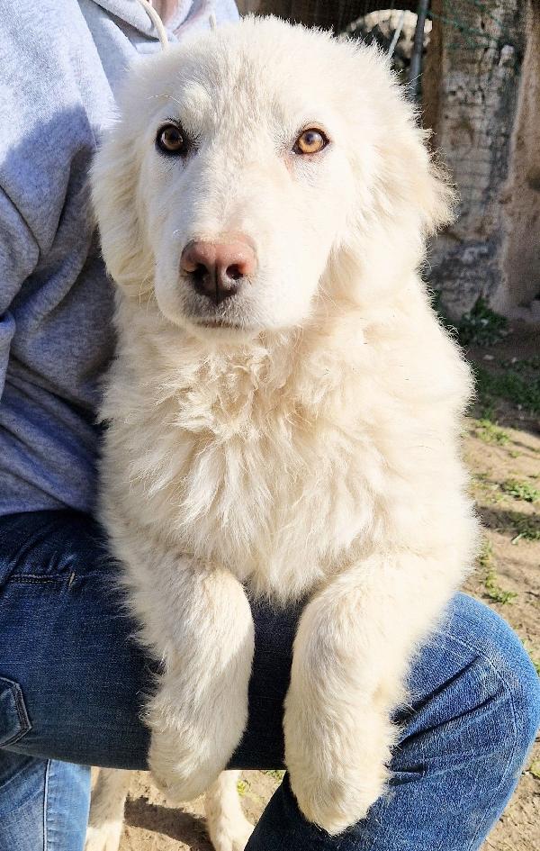 GLI OCCHI DI WHITE PARLANO..ADOTTABILE IN TUTTA ITALIA! Foto 4