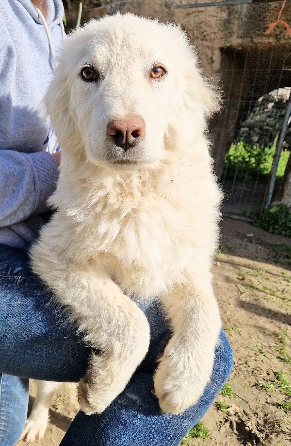 GLI OCCHI DI WHITE PARLANO..ADOTTABILE IN TUTTA ITALIA! Foto 5