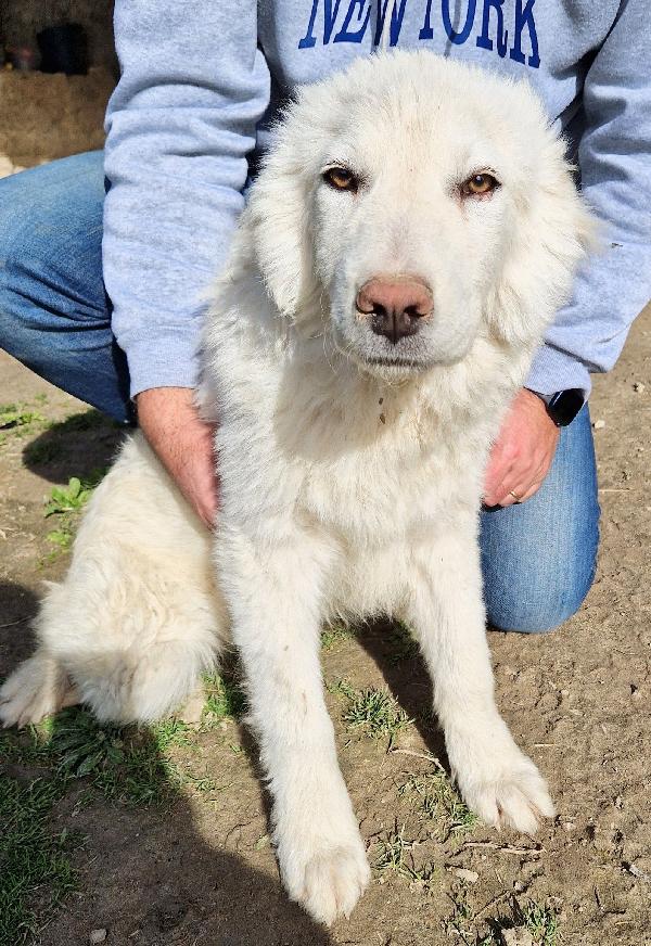 GLI OCCHI DI WHITE PARLANO..ADOTTABILE IN TUTTA ITALIA! Foto 6