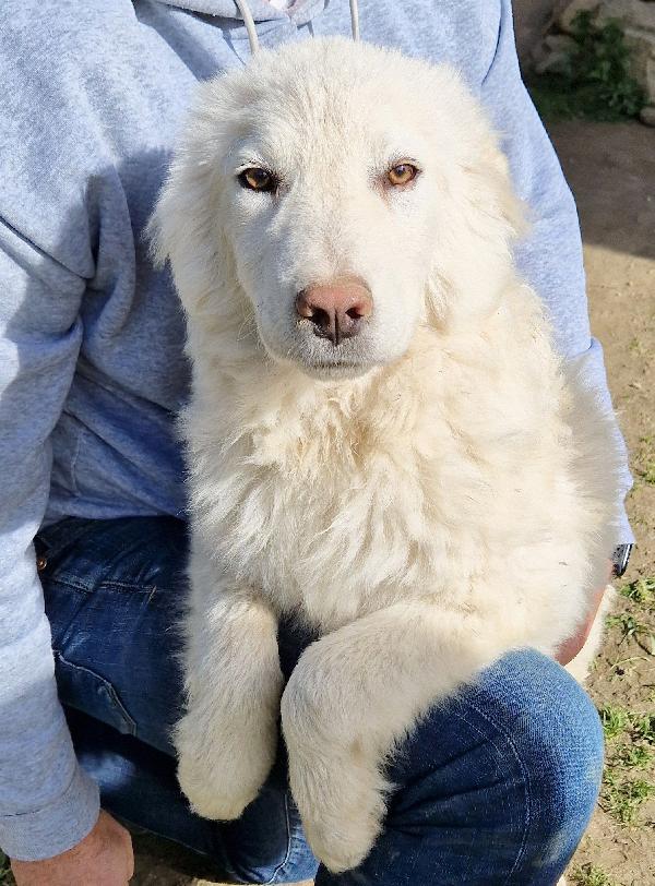 GLI OCCHI DI WHITE PARLANO..ADOTTABILE IN TUTTA ITALIA! Foto 7