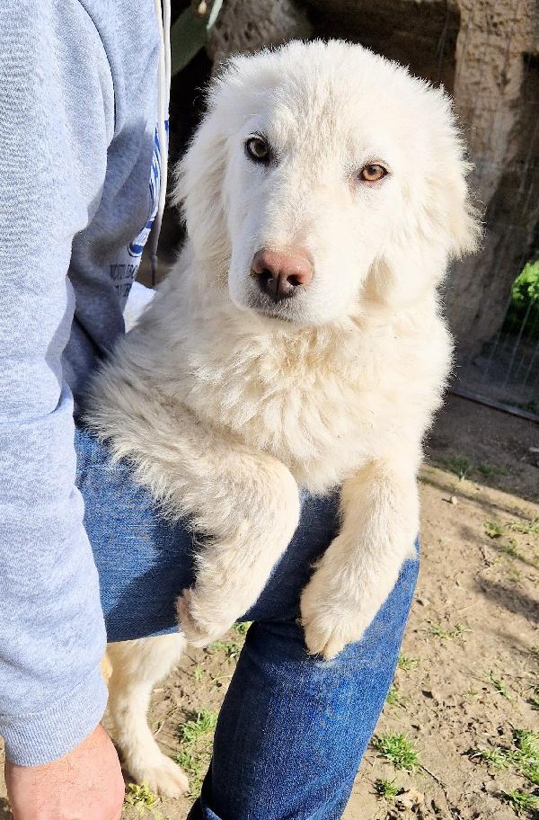 GLI OCCHI DI WHITE PARLANO..ADOTTABILE IN TUTTA ITALIA! Foto 8