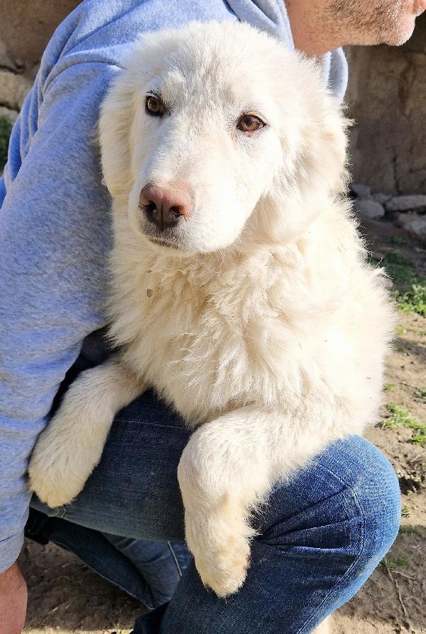 GLI OCCHI DI WHITE PARLANO..ADOTTABILE IN TUTTA ITALIA! Foto 9