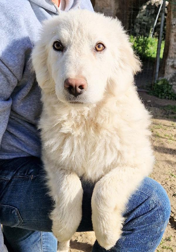 GLI OCCHI DI WHITE PARLANO..ADOTTABILE IN TUTTA ITALIA! Foto 10