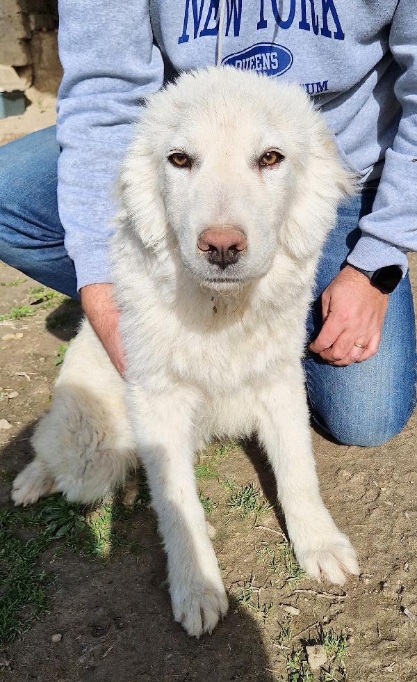 GLI OCCHI DI WHITE PARLANO..ADOTTABILE IN TUTTA ITALIA! Foto 11