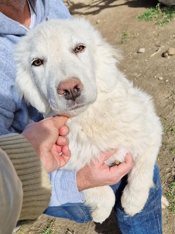GLI OCCHI DI WHITE PARLANO..ADOTTABILE IN TUTTA ITALIA! Foto 12